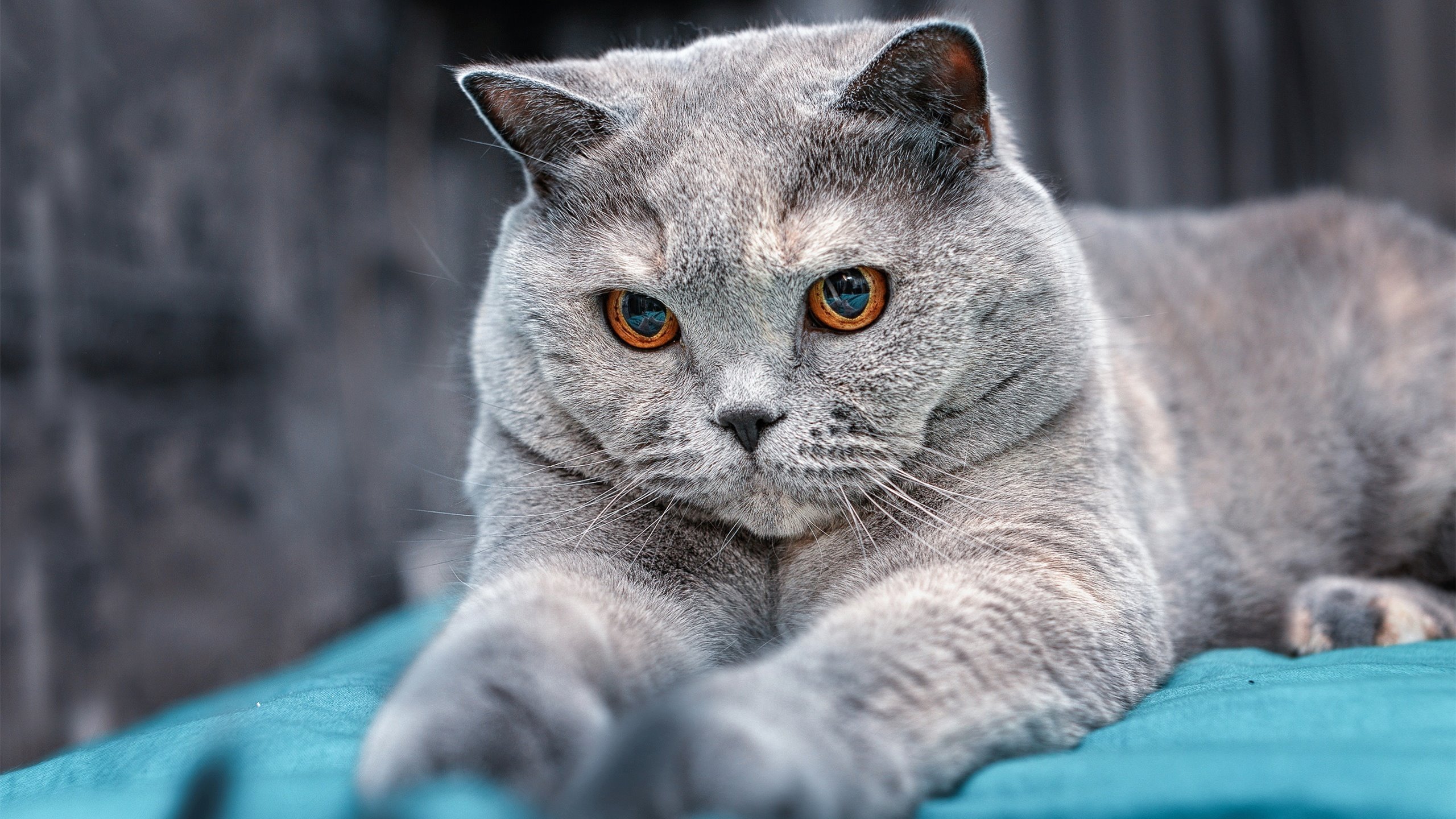 九游体育官方入口-孤星耀夜，年度焦点之战，C罗用极致个人主义书写不朽篇章